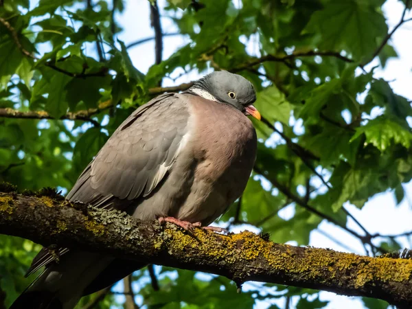 Gołąb Drzewny Lub Gołąb Drzewny Columba Palumbus Szary Białym Szyi — Zdjęcie stockowe