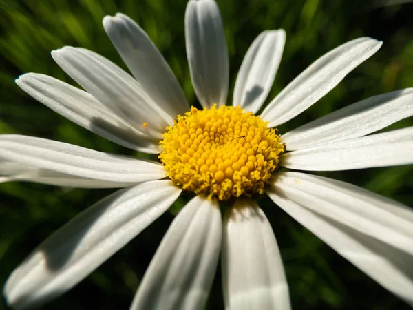 牛眼雏菊 牛眼雏菊 狗眼雏菊或玛格丽特 小白菊 有白色的小花和黄色的中心在阳光下 — 图库照片