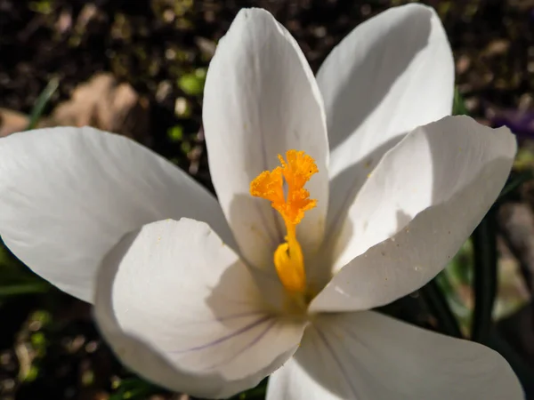 Macro Shot Orange Stamens Pistil White Crocus Flower Early Spring — Stock Photo, Image