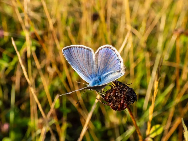 成年普通蓝蝴蝶或欧洲普通蓝蝴蝶 Polyommatus Icarus 的特写镜头 它们栖息在被绿色植被环绕的草茎上 — 图库照片