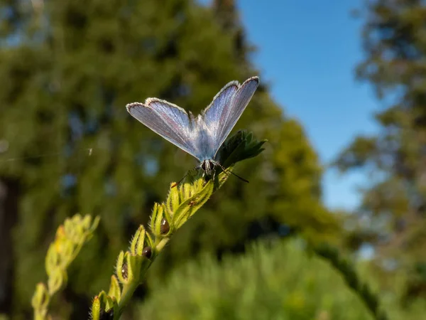 Großaufnahme Des Ausgewachsenen Blauen Schmetterlings Polyommatus Icarus Der Auf Einem — Stockfoto