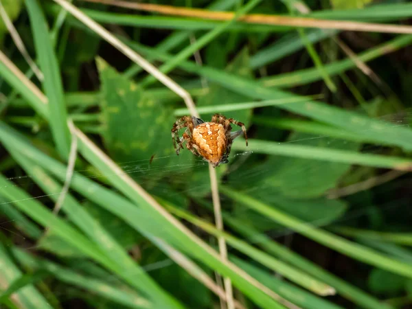 Помаранчевий Європейський Садовий Павук Поперечний Ткач Araneus Diadematus Показує Білі — стокове фото