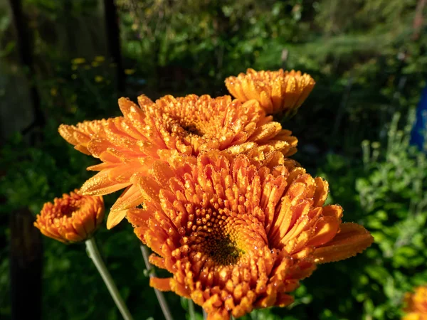 Macro Shot Orange Red Mum Chrysanth Chrysanthemum Bloom Completely Covered — Stock Photo, Image