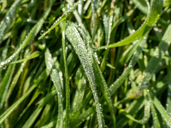 初夏の朝に水滴で覆われた緑の草の個々のブレードのマクロショット 夏の牧草地の夢の風景 — ストック写真