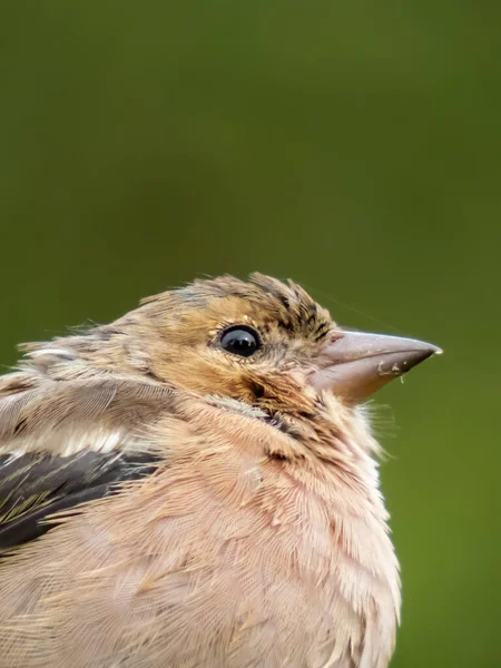 Gros Plan Femelle Pinson Commun Fringilla Coelebs Assise Sur Une — Photo