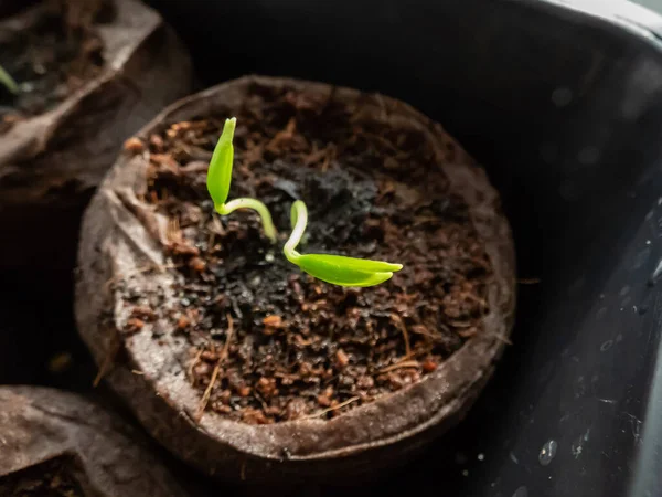 Pequeñas Plantas Pimiento Verde Cultivadas Casa Que Crecen Macetas Suelo — Foto de Stock