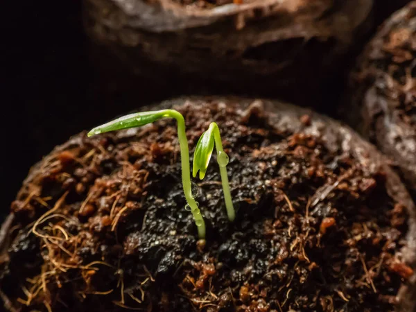 窓の土鍋で栽培された自家栽培の小さな緑のコショウ植物はまだ成長しています 屋内園芸と発芽苗 種子から栽培される食品 — ストック写真