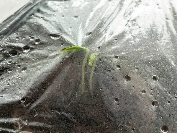 Házi Termesztésű Kis Zöld Paprika Növények Nőnek Talajban Edények Egy — Stock Fotó