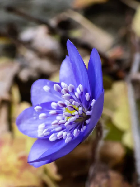 Belo Macrotiro Uma Primeira Única Flor Silvestre Grande Hepatica Azul — Fotografia de Stock