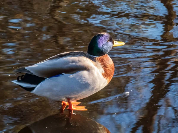 Primer Plano Del Ánade Real Macho Adulto Pato Salvaje Anas — Foto de Stock