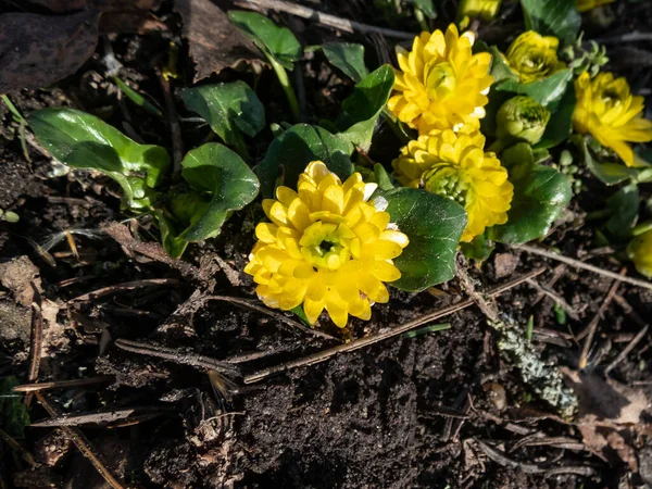 Aantrekkelijke Variëteit Van Boterbloem Ranunculus Ficaria Plena Met Felgele Volledig — Stockfoto