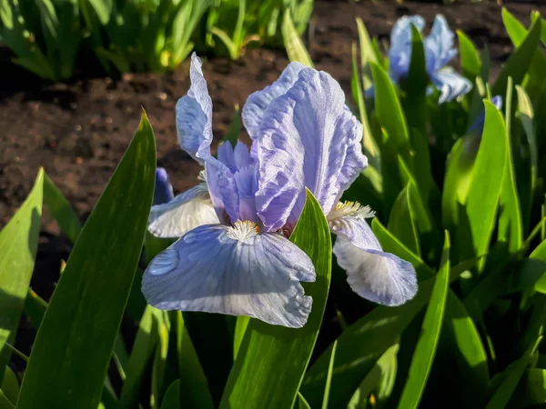 Nahaufnahme Weißer Und Lila Bärtige Iris Oder Deutsche Bärtige Iris — Stockfoto