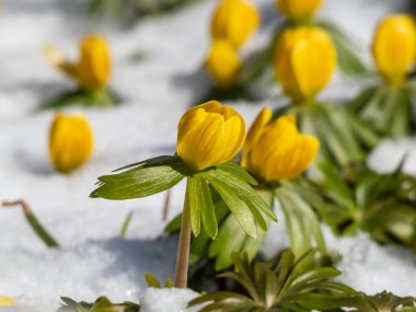 Kış aconiti (Eranthis hyemalis) çiçeklerinden oluşan bir grubun makro çiçekleri ilkbaharın başlarında parlak güneş ışığıyla çevrili ve karla kaplıdır. Bahçedeki ilk çiçeklerden biri.