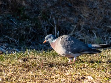 Sıradan ahşap güvercin (Columba palumbus) - boynunda ve kanadında beyaz, boynunda yeşil ve beyaz yamalar ve göğsünde pembe bir yama olan gri güvercin. Göz rengi soluk sarı.