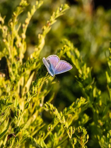 Großaufnahme Des Ausgewachsenen Blauen Schmetterlings Polyommatus Icarus Der Auf Einem — Stockfoto