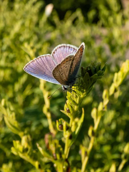 Nahaufnahme Des Ausgewachsenen Blauen Schmetterlings Polyommatus Icarus Mit Sichtbarer Flügelunterseite — Stockfoto