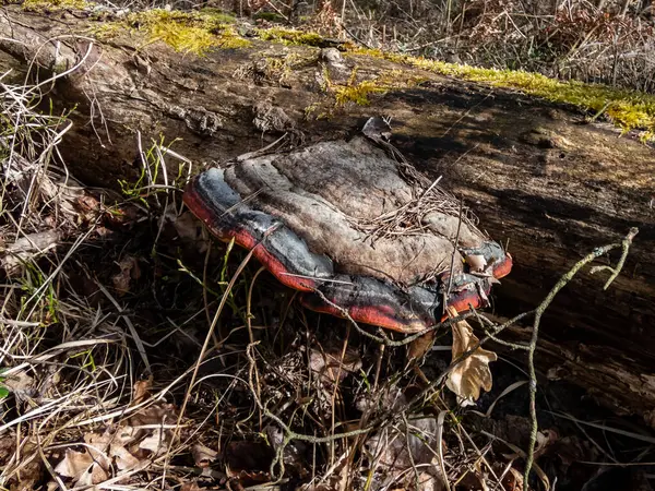 Red Banded Polypore Red Belted Conk Fomitopsis Pinicola Een Schimmel — Stockfoto