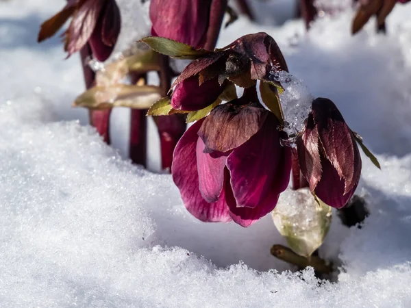 Close Purple Flowered Purple Hellebore Christmas Rose Helleborus Purpurascens Surrounded — Stock Photo, Image