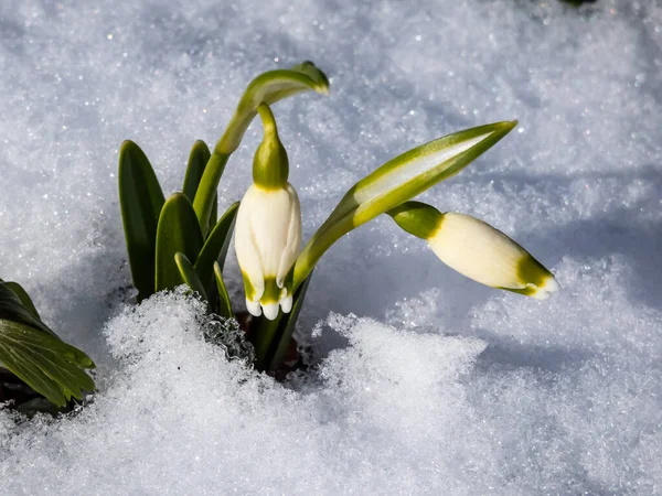 Flocos Neve Primavera Verno Leucojum Flores Brancas Únicas Com Marcas — Fotografia de Stock