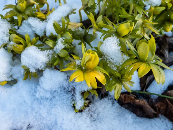 Macro Shot Buds Winter Aconite Eranthis Hyemalis Flore Pleno Uma — Fotografia de Stock