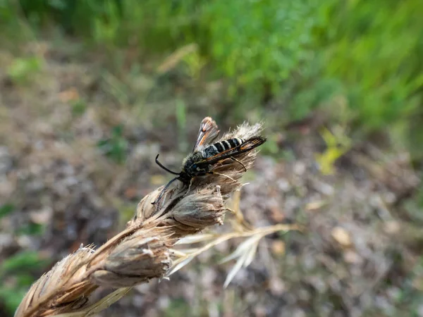 Gros Plan Mâle Adulte Limace Six Ceintures Bembecia Ichneumoniformis Les — Photo