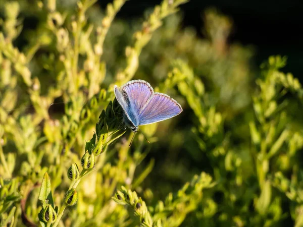 Großaufnahme Des Ausgewachsenen Blauen Schmetterlings Polyommatus Icarus Der Auf Einem — Stockfoto