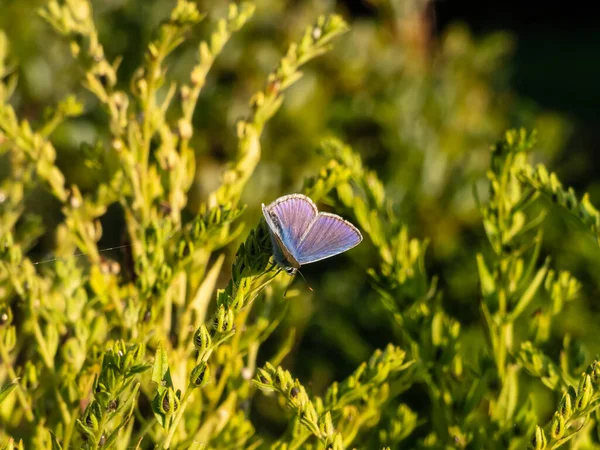 Großaufnahme Des Ausgewachsenen Blauen Schmetterlings Polyommatus Icarus Der Auf Einem — Stockfoto