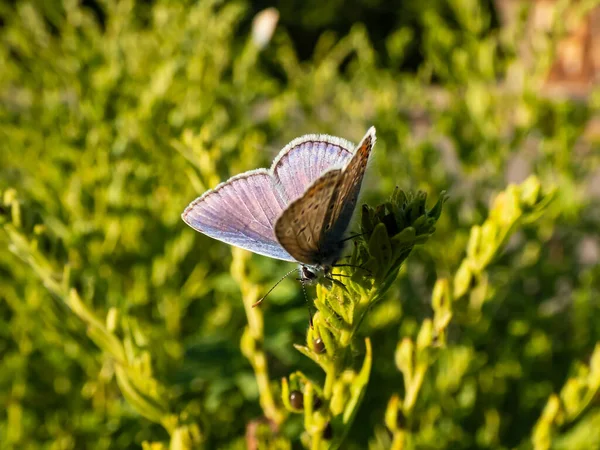 成年普通蓝色蝴蝶或欧洲普通蓝色蝴蝶 Polyommatus Icarus 的特写 翅膀下方可见 草茎被植被环绕 — 图库照片