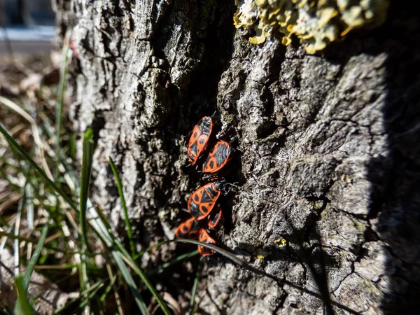 Close Shot Group Adult Red Black Firebugs Pyrrhocoris Apterus Early — Stock Photo, Image