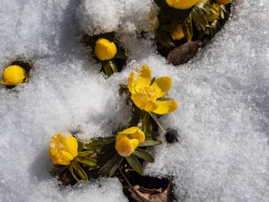 Bahar çiçeklerinin ilk zamanlarında çekilmiş Macro çekimi - aconite (Eranthis tubergenii) 'Gine Altını' nın çiftçiliği ilkbaharın başlarında parlak güneş ışığıyla çevrili ve beyaz karla kaplıdır. Karda çiçekler
