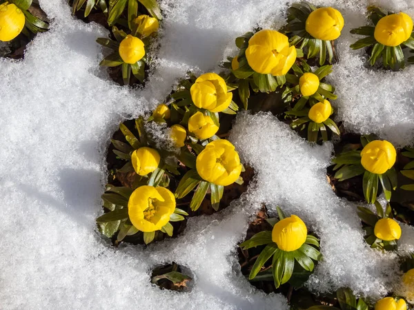 Macro Tiro Flores Primavera Muito Cedo Cultivar Inverno Aconita Eranthis — Fotografia de Stock