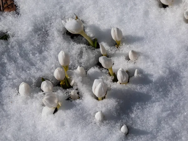 Close Van Voorjaarsbloeiende Plant Colchicum Szovitsii Met Witte Bloemen Die — Stockfoto
