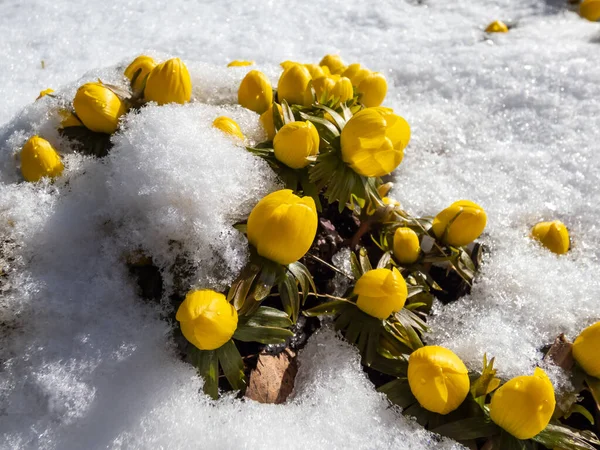 Macro Tiro Flores Primavera Muito Cedo Cultivar Inverno Aconita Eranthis — Fotografia de Stock