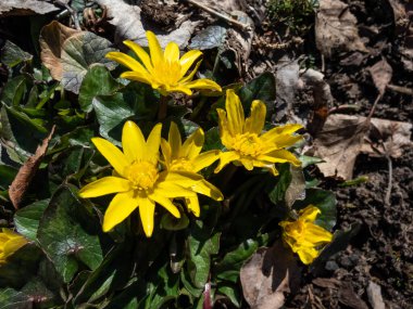 Parlak sarı bahar çiçeği Ranunculus Kotchii 'Lemonade' nin makro çekimi. Parlak güneş ışığı altındaki yapraklar arasında dar yapraklar.