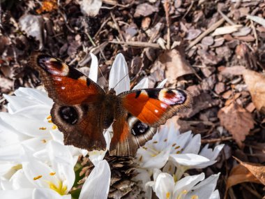 Avrupa tavus kuşu kelebeğinin (Aglais io) beyaz bahar çiçekleri (Colchicum szovitsii) üzerindeki görüntüsü güneş ışığında çiçek açar. Kanatlar paslı kırmızı, kanat ucu siyah mavi ve sarı göz kapağı