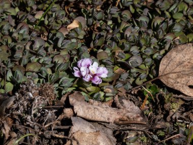 Evergreen bitki, Eunomia, zıt tabaka (aethionema opposite itifolium) ve parlak güneş ışığı altında, kayaların bahçesinde çiçek açan temiz yaprakların üzerinde bulunan küçük pembe ve beyaz çiçek ırkları.