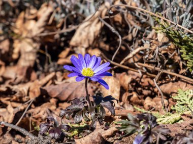 Papatya benzeri çiçeğe yakın plan Balkan şakayığı, Yunan rüzgâr çiçeği veya kış rüzgârçiçeği (Anemone blanda veya Anemonoides blanda) 'Enen' ilkbaharın başlarında kayaların bahçesinde parlak güneş ışığı altında çiçek açıyor
