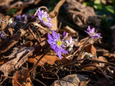 Amerikan Karaciğeri (Anemone hepatikası) ilkbaharın ilk kır çiçeklerinin güneşte kurumuş yapraklarla Macro çekimi. Leylak ve mor çiçekler. Güzel bahar çiçekleri.