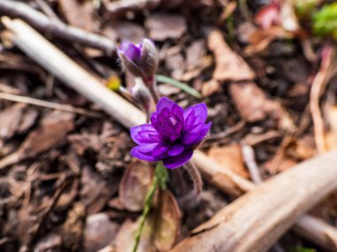 Hepatica nobilis cultivar 'Walter Otto' nun Macro karesi. Arka planda bulanık, çift mavi çiçekler açan. Kıştan sonra bahar çiçekleri belirir
