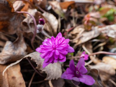 Hepatica nobilis derin pembe-kırmızı formu 