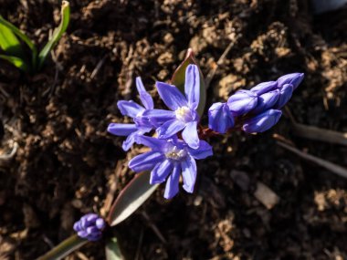 Yayların erken açılışının yakın plan çekimi - Karların İhtişamı - Chionodoxa sardensis - 'Maksi' çoklu yıldız şekilli, altı yapraklı parlak mavi çiçekler parlak güneş ışığı merkezli küçük beyaz çiçekler