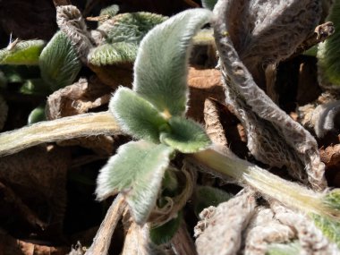 Lamb 'in kulağındaki makro (Stachys byzantina)' Gümüş Halı '. Sonsuz yeşil halı, yoğun gri-beyaz, yumuşak, yünlü yapraklar kışın parlak güneş ışığında tekrar ortaya çıkıyor.