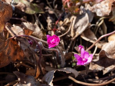 Hepatica nobilis derin pembe-kırmızı formu 