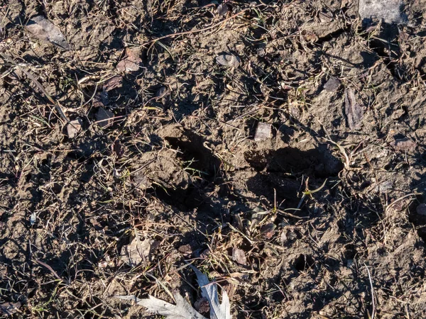 Close Footprints Roe Deer Capreolus Capreolus Very Deep Wet Mud — Stock Photo, Image
