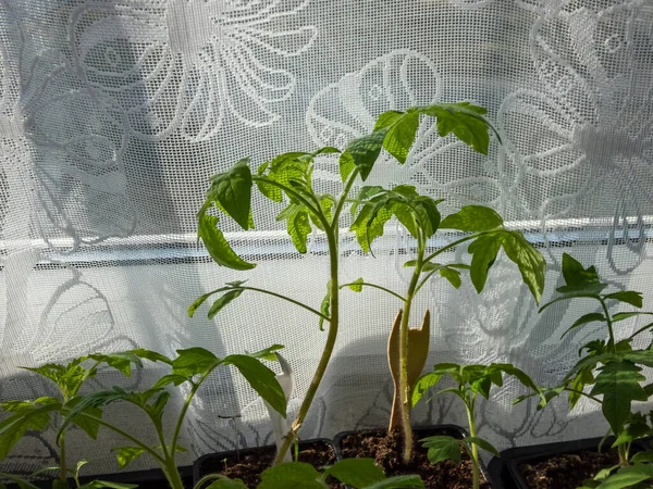 Macro Tiro Mudas Tomate Verde Planta Crescendo Pote Soleira Janela — Fotografia de Stock