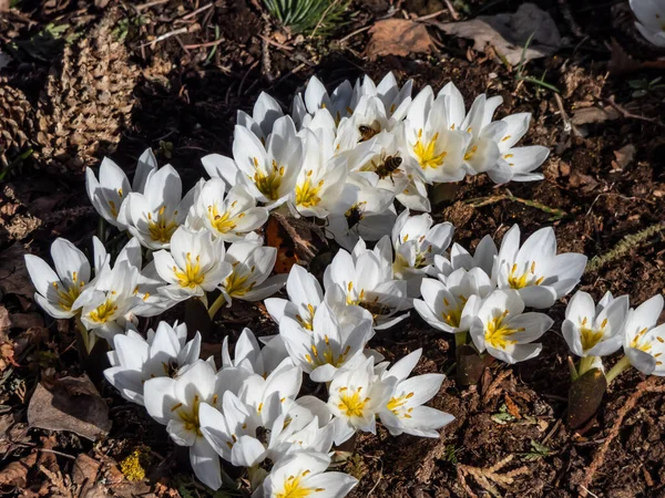 Primer Plano Planta Con Flores Primaverales Colchicum Szovitsii Con Flores —  Fotos de Stock