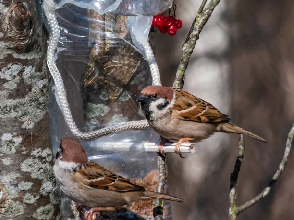 Euroasijský Vrabec Passer Montanus Hostující Krmítko Pro Ptáky Vyrobené Opakovaně — Stock fotografie