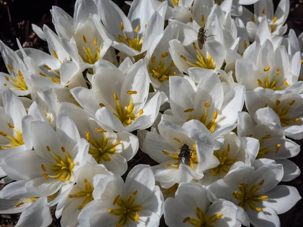 Primer Plano Planta Con Flores Primaverales Colchicum Szovitsii Con Flores —  Fotos de Stock
