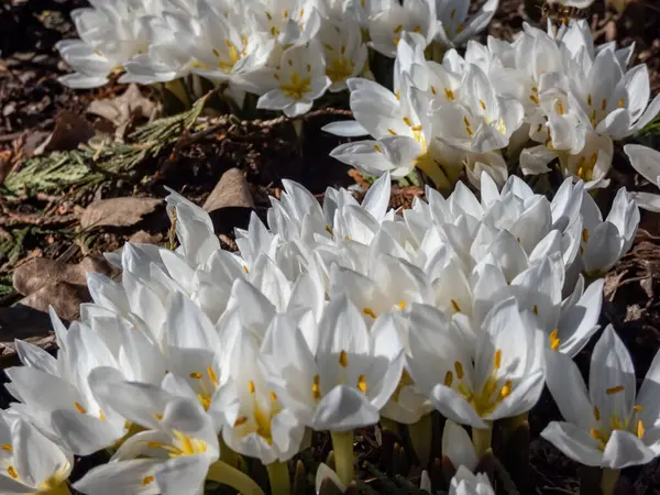 Primer Plano Planta Con Flores Primaverales Colchicum Szovitsii Con Flores —  Fotos de Stock