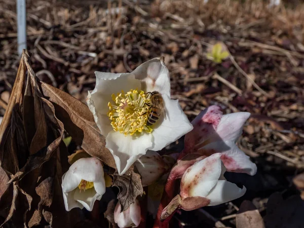 Close-up of the white Christmas rose or black hellebore (helleborus niger) in full bloom and open petals in early spring in bright sunlight. Spring, floral scenery